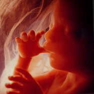 fetus-20-weeks-1